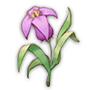 西纳雷花