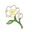 茉莉花