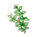 薄荷药草
